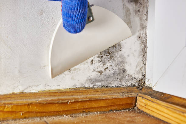 Best Comprehensive Air Testing for Mold Contaminants  in Willow, AK